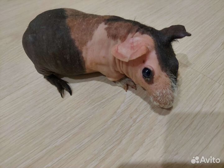 Морская свинка скинни