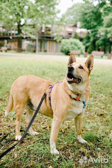 Собака в добрые руки