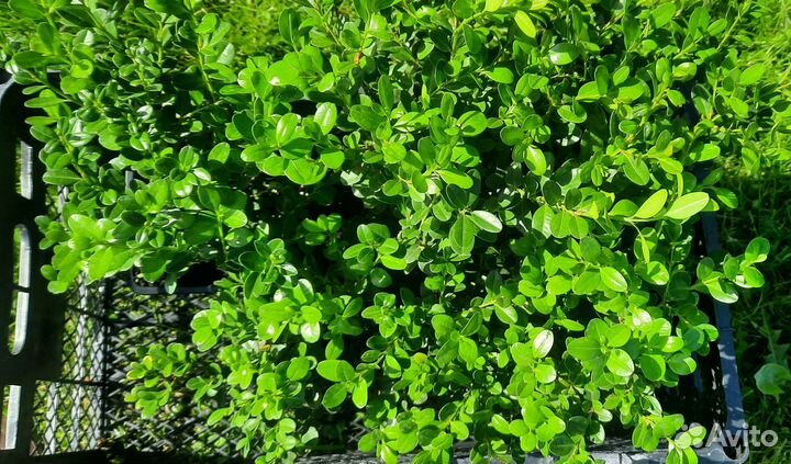 Саженцы самшита