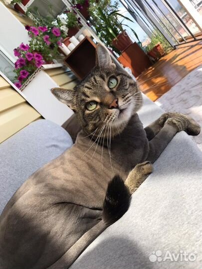 Стрижка кошек и собак с выездом к вам