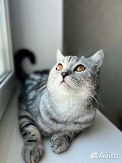 Шотландский кот вязка