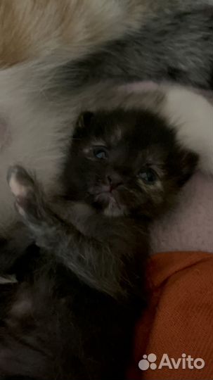 Отдам бесплатно животные