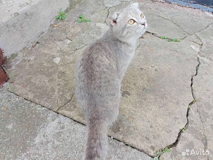 Шотландский вислоухий котенок