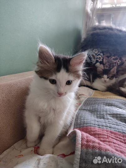 Котёнок девочка