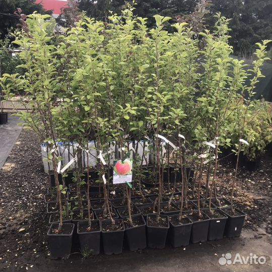 Саженцы оптом и в розницу