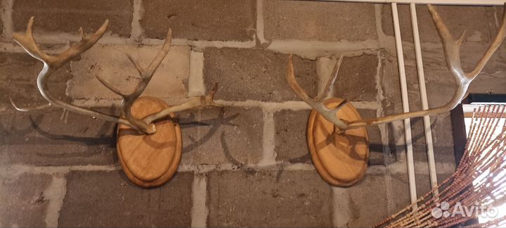 Рога оленя