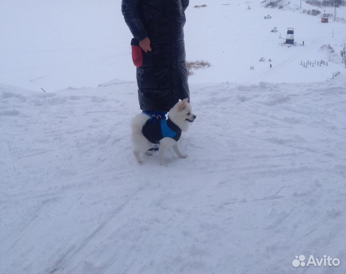 Ищем невесту