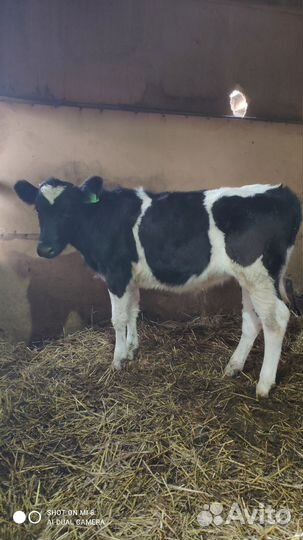 Телёнок бычок 6 месяцев