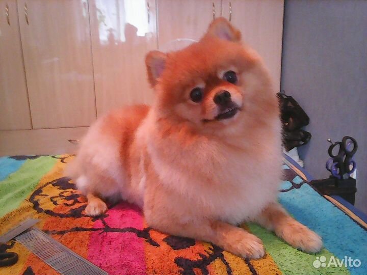 Стрижка, груминг собак Брянск (йорк, пекинес, шпиц