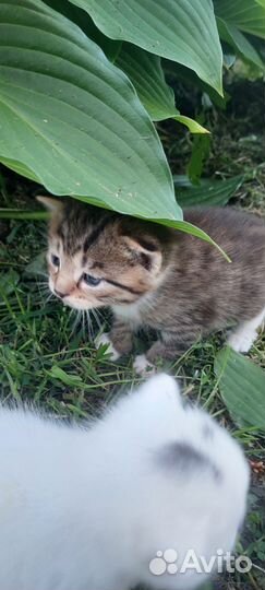 Отдам котят в добрые руки