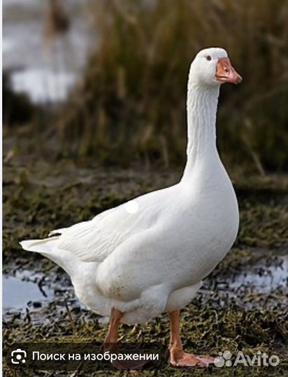 Гусь