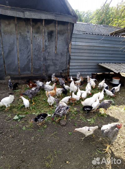 Молодые петух