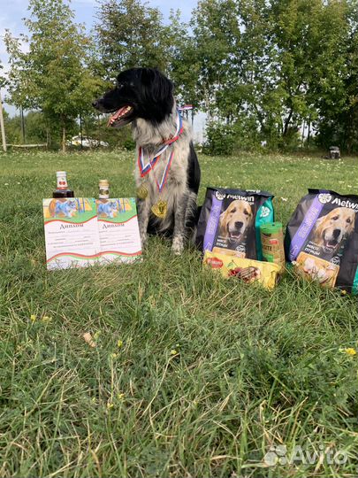 Кинолог для собак