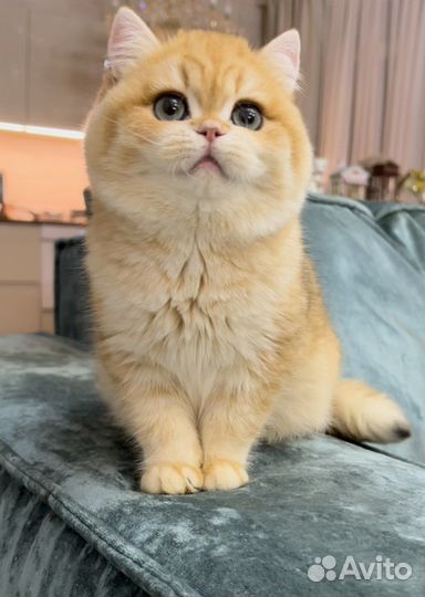 Роскошные золотые британские котята