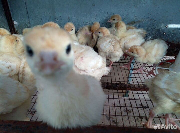 Цыплята, индюшата, утки