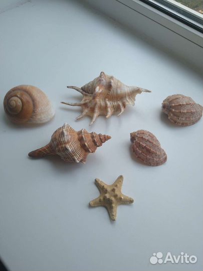 Набор морских ракушек