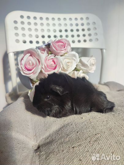 Морская свинка перуанская. Др 23.02.24 г