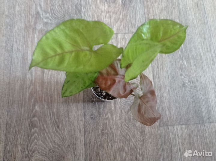 Сингониум, аглаонема,сциндаптус