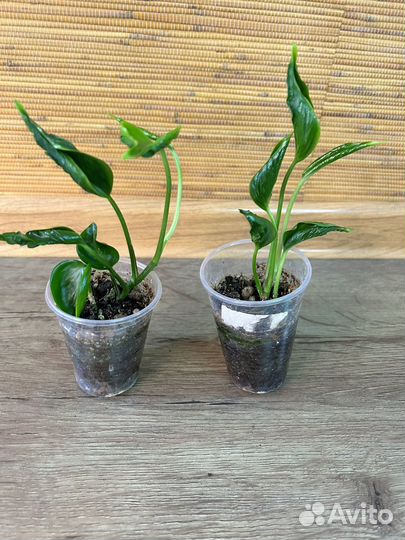 Филодендрон Плуто и др