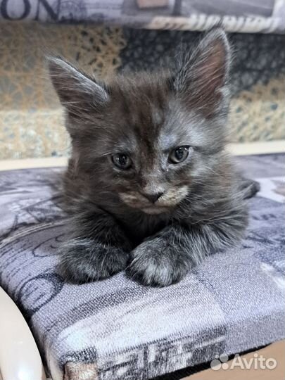 Котята мейн-кун