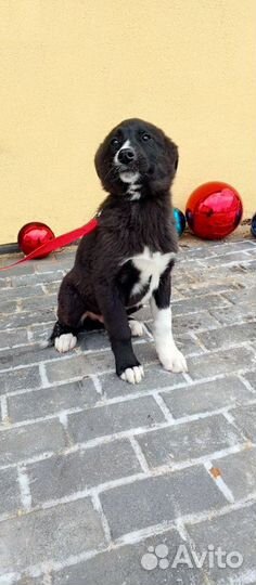 Супер лайк ищет маму