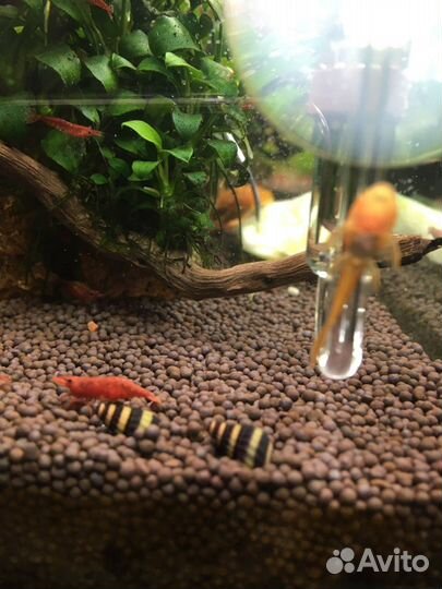 Креветка красная Вишня