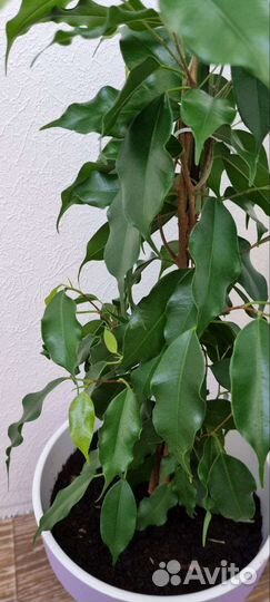 Фикус с волнистыми листочками