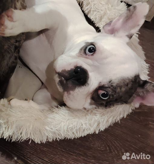 Французский бульдог