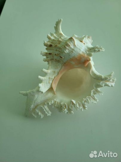 Большая морская раковина