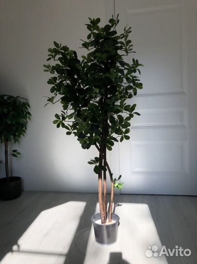 Шефлера искусственное растение