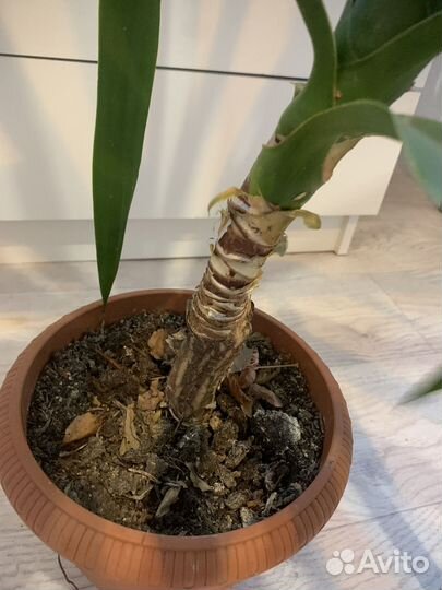 Молочай Миля, Юкка