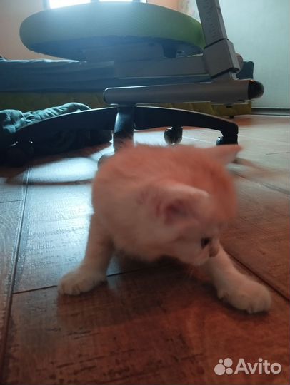 Бело рыжий котенок