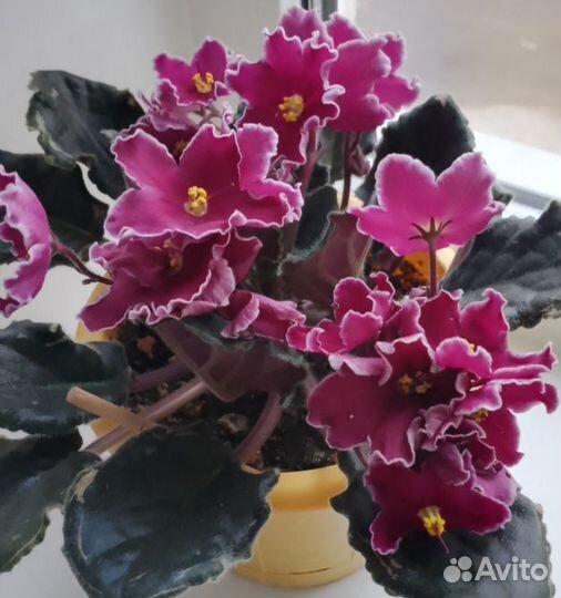 Фиалки махровые