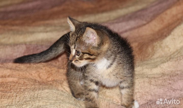 Котенок Джоник