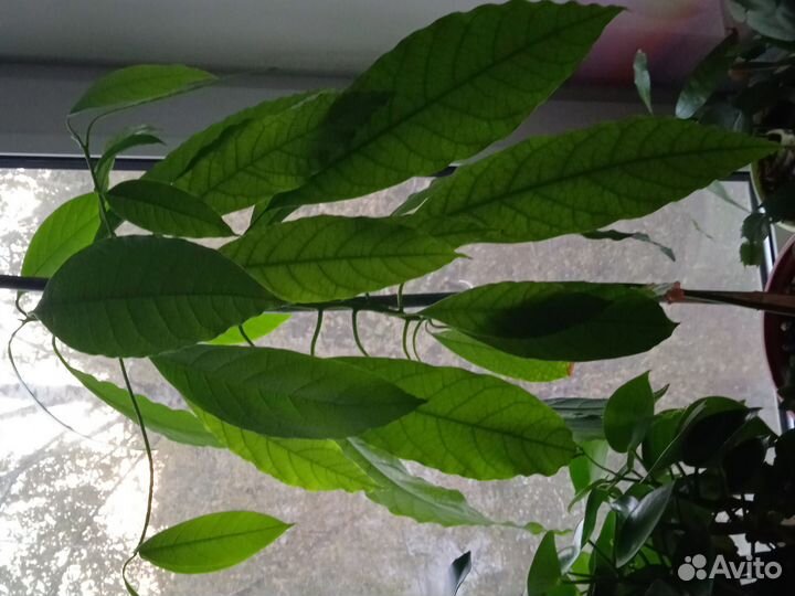 Лимон, финиковая пальма, авокадо Хаас, манго