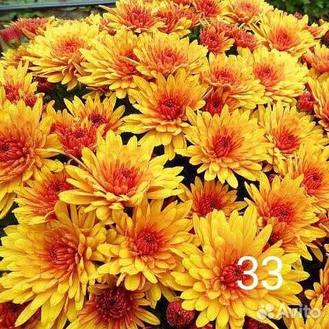 Хризантема мультифлора