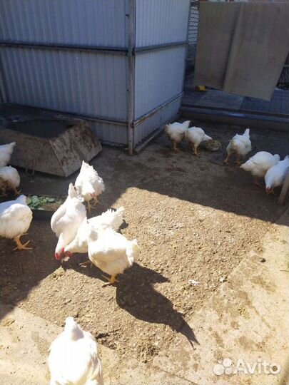 Мясо домашней курицы