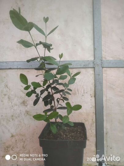 Саженцы фейхоа инжир гранат гуава пасифлора