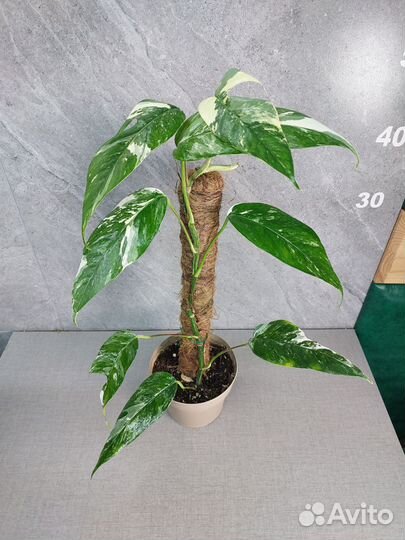 Эпипремнум амидриум