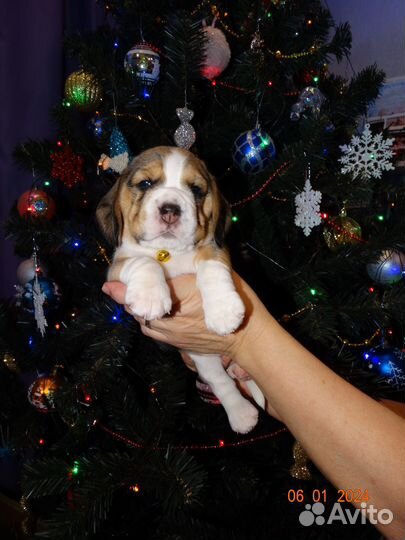 Щенок бигль