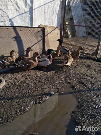 Утки подсадные для охоты