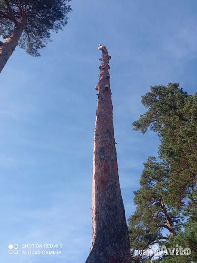 Спил деревьев