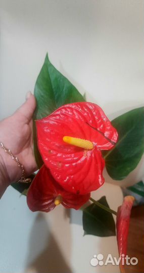 Антуриум Adriano Red цветущий