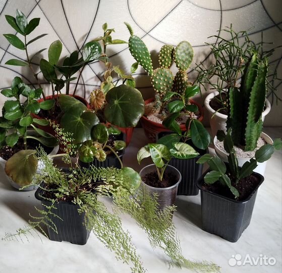 Комнатные растения цветы