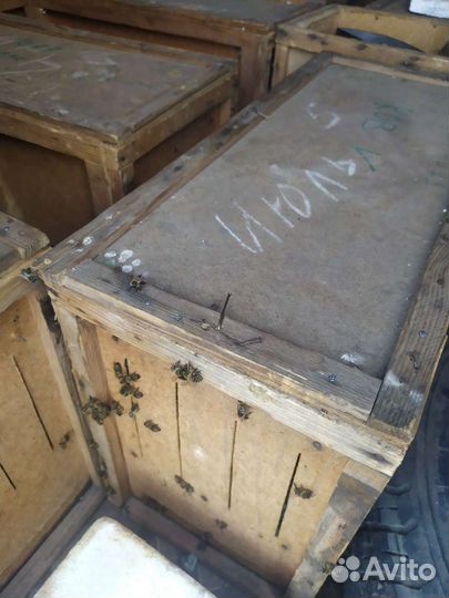 Продаются Пчелопакеты