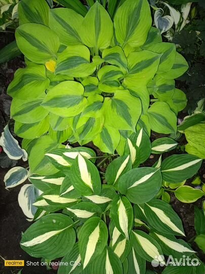 Яркие Красотки