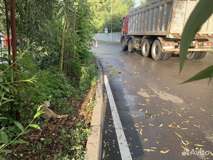 Котик в добрые руки, живет возле автозаправки