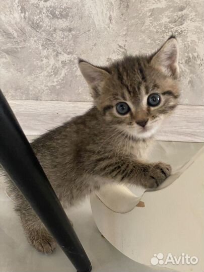 Котята