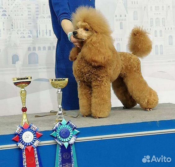 Пудель средний/малый, кобель, вязка