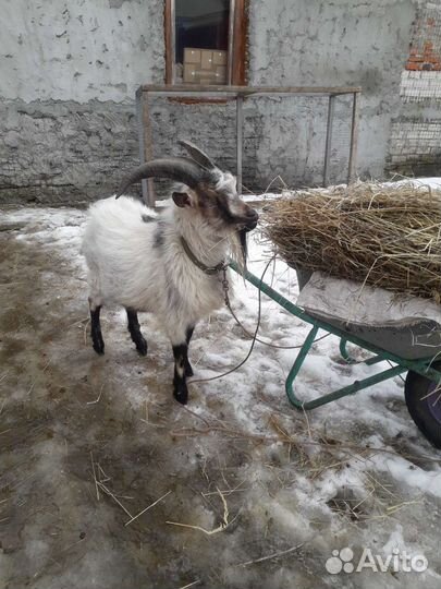 Камерунский козел